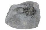Spiny Ceratarges Trilobite - Zireg, Morocco #222478-5